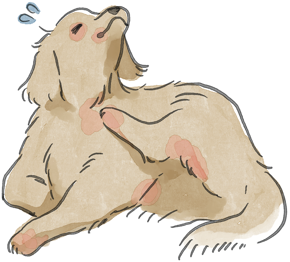 犬の皮膚炎